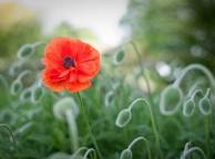Девушка Цветы flowers, nature, wallpaper 255 обои рабочий стол