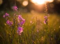 Девушка Цветы flowers, nature, wallpaper 5243 обои рабочий стол