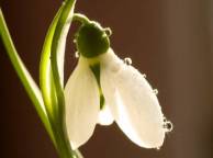 Девушка Цветы flowers, nature, wallpaper 5211 обои рабочий стол