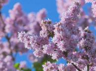 Девушка Цветы flowers, nature, wallpaper 5216 обои рабочий стол