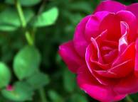 Девушка Цветы flowers, nature, wallpaper 5116 обои рабочий стол