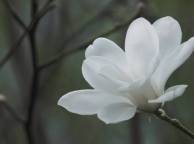 Девушка Цветы flowers, nature, wallpaper 5209 обои рабочий стол