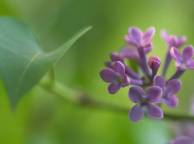 Девушка Цветы flowers, nature, wallpaper 5225 обои рабочий стол