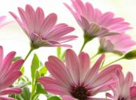 Девушка Цветы flowers, nature, wallpaper 5251 обои рабочий стол