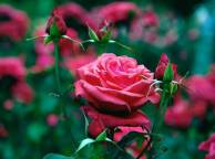 Девушка Цветы flowers, nature, wallpaper 4153 обои рабочий стол
