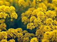 Девушка Цветы flowers, nature, wallpaper 481 обои рабочий стол