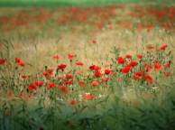 Девушка Цветы flowers, nature, wallpaper 5107 обои рабочий стол