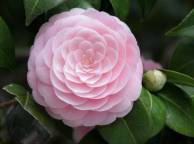 Девушка Цветы flowers, nature, wallpaper 4113 обои рабочий стол