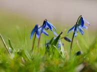 Девушка Цветы flowers, nature, wallpaper 4121 обои рабочий стол
