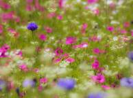 Девушка Цветы flowers, nature, wallpaper 264 обои рабочий стол