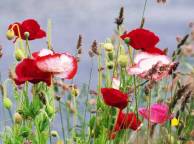 Девушка Цветы flowers, nature, wallpaper 5110 обои рабочий стол