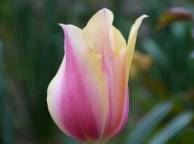 Девушка Цветы flowers, nature, wallpaper 449 обои рабочий стол