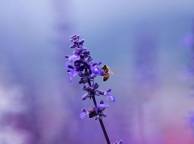 Девушка Цветы flowers, nature, wallpaper 250 обои рабочий стол