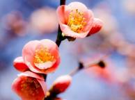 Девушка Цветы flowers, nature, wallpaper 470 обои рабочий стол