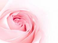 Девушка Цветы flowers, nature, wallpaper 452 обои рабочий стол