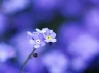 Девушка Цветы flowers, nature, wallpaper 362 обои рабочий стол