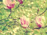 Девушка Цветы flowers, nature, wallpaper 252 обои рабочий стол