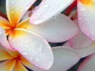 Девушка Цветы flowers, nature, wallpaper 5258 обои рабочий стол