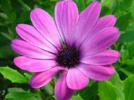 Девушка Цветы flowers, nature, wallpaper 5120 обои рабочий стол