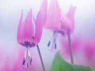 Девушка Цветы flowers, nature, wallpaper 5184 обои рабочий стол