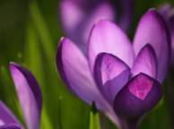 Девушка Цветы flowers, nature, wallpaper 5115 обои рабочий стол