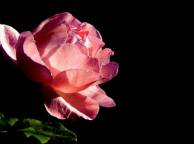 Девушка Цветы flowers, nature, wallpaper 5257 обои рабочий стол
