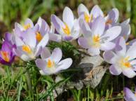 Девушка Цветы flowers, nature, wallpaper 520 обои рабочий стол