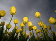 Девушка Цветы flowers, nature, wallpaper 5111 обои рабочий стол