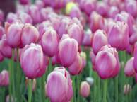 Девушка Цветы flowers, nature, wallpaper 5118 обои рабочий стол