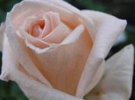 Девушка Цветы flowers, nature, wallpaper 455 обои рабочий стол