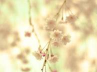 Девушка Цветы flowers, nature, wallpaper 530 обои рабочий стол