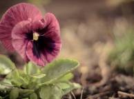 Девушка Цветы flowers, nature, wallpaper 4104 обои рабочий стол