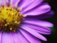 Девушка Цветы flowers, nature, wallpaper 5260 обои рабочий стол