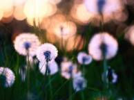 Девушка Цветы flowers, nature, wallpaper 5100 обои рабочий стол
