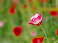 Девушка Цветы flowers, nature, wallpaper 319 обои рабочий стол