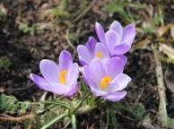 Девушка Цветы flowers, nature, wallpaper 3135 обои рабочий стол