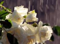 Девушка Цветы flowers, nature, wallpaper 5157 обои рабочий стол