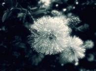 Девушка Цветы flowers, nature, wallpaper 241 обои рабочий стол