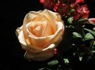 Девушка Цветы flowers, nature, wallpaper 33 обои рабочий стол