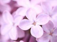 Девушка Цветы flowers, nature, wallpaper 5148 обои рабочий стол