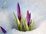 Девушка Цветы flowers, nature, wallpaper 5262 обои рабочий стол