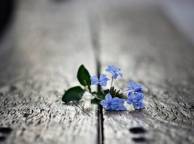 Девушка Цветы flowers, nature, wallpaper 592 обои рабочий стол