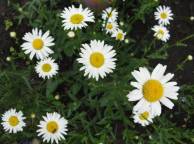 Девушка Цветы flowers, nature, wallpaper 456 обои рабочий стол