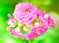 Девушка Цветы flowers, nature, wallpaper 4110 обои рабочий стол