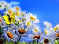 Девушка Цветы flowers, nature, wallpaper 260 обои рабочий стол