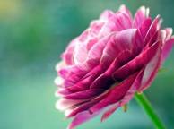 Девушка Цветы flowers, nature, wallpaper 298 обои рабочий стол