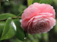 Девушка Цветы flowers, nature, wallpaper 217 обои рабочий стол