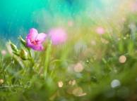 Девушка Цветы flowers, nature, wallpaper 326 обои рабочий стол