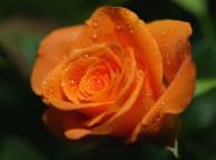 Девушка Цветы flowers, nature, wallpaper 5137 обои рабочий стол