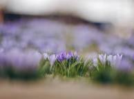 Девушка Цветы flowers, nature, wallpaper 212 обои рабочий стол